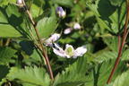 Brombeere 'Thornfree' - Rubus fruticosus 'Thornfree'