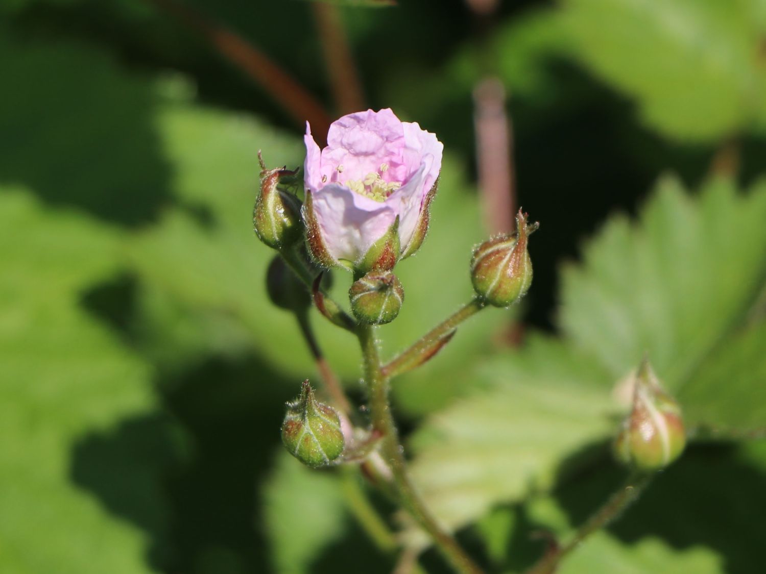 Brombeere 'Thornfree' - Rubus fruticosus 'Thornfree'
