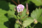 Brombeere 'Thornfree' - Rubus fruticosus 'Thornfree'