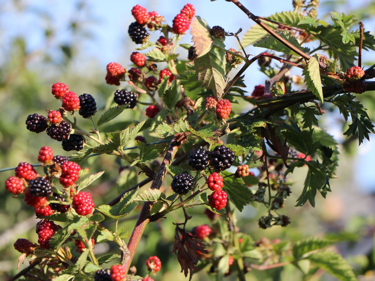 Brombeere 'Thornfree' - Rubus fruticosus 'Thornfree'