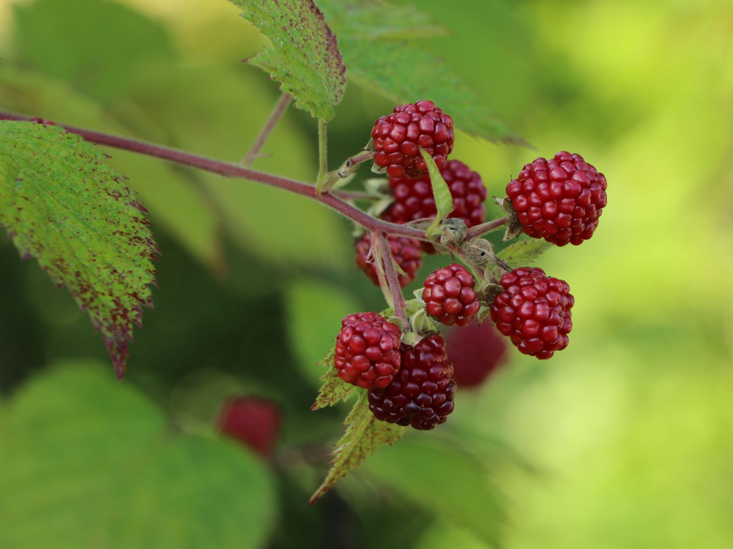 Brombeere 'Thornfree' Rubus fruticosus 'Thornfree' Baumschule Horstmann