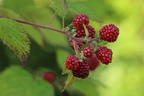 Brombeere 'Thornfree' - Rubus fruticosus 'Thornfree'