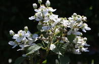 Brombeere 'Wilsons Frühe'