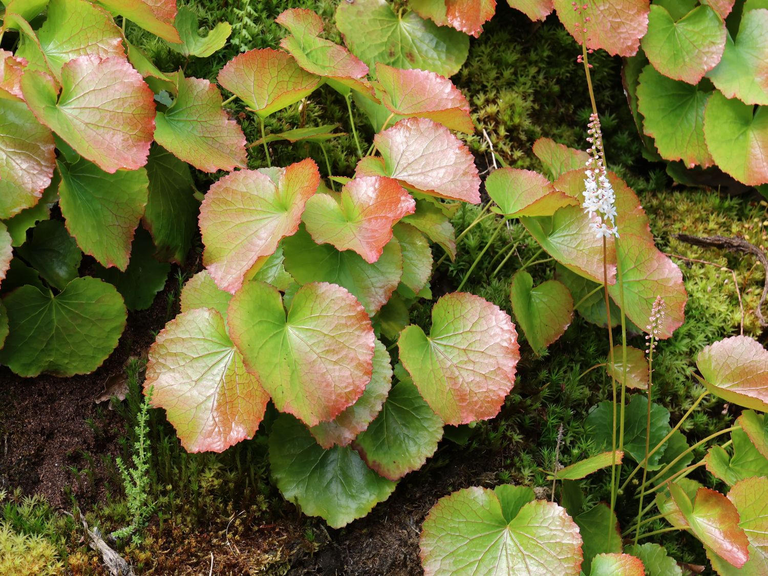 Diapensiaceae (Diapensiaceae)