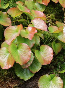 Diapensiaceae (Diapensiaceae)