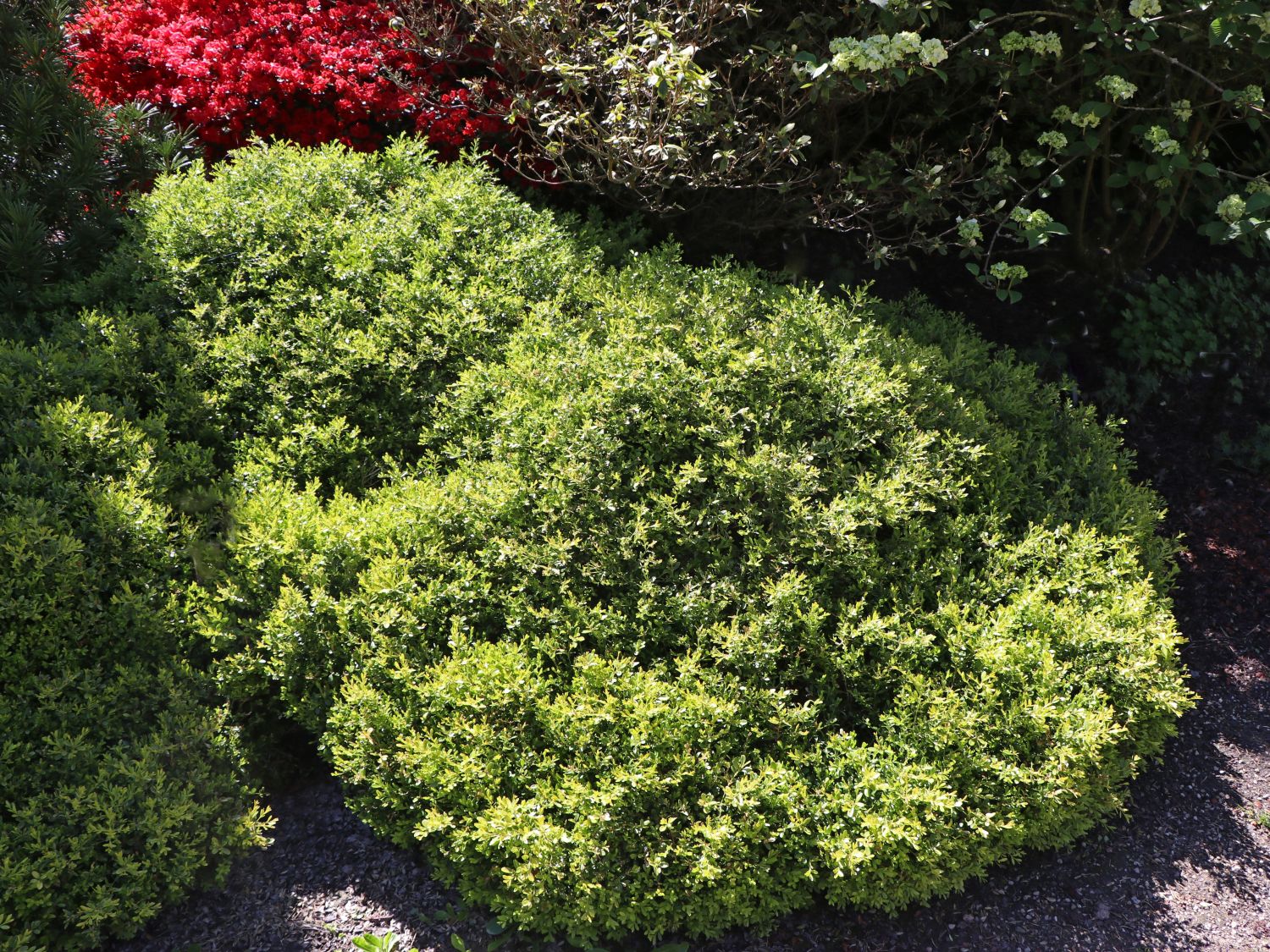 Buchsbaum 'Herrenhausen'