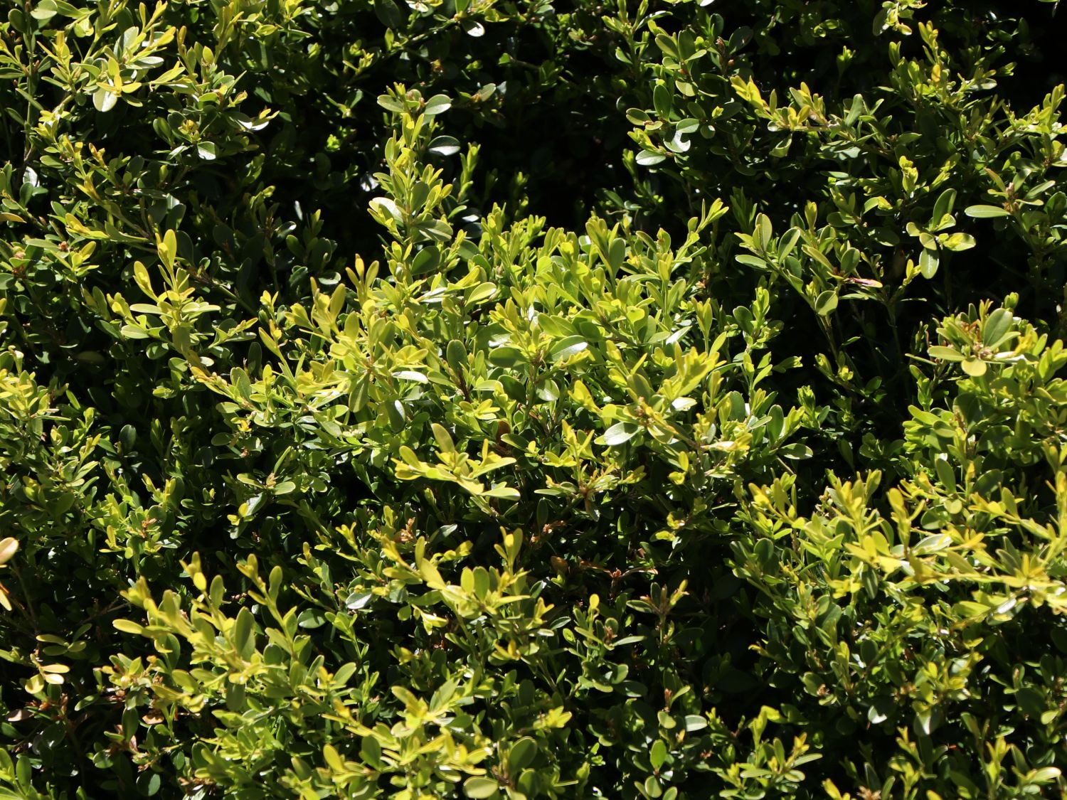 Buchsbaumgewächse (Buxaceae)