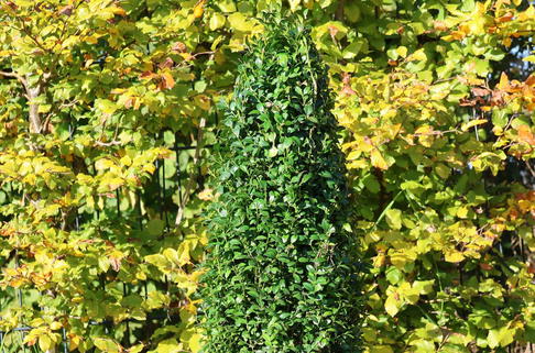 Buchsbaum Kegel / Pyramide - Buxus sempervirens Kegel / Pyramide