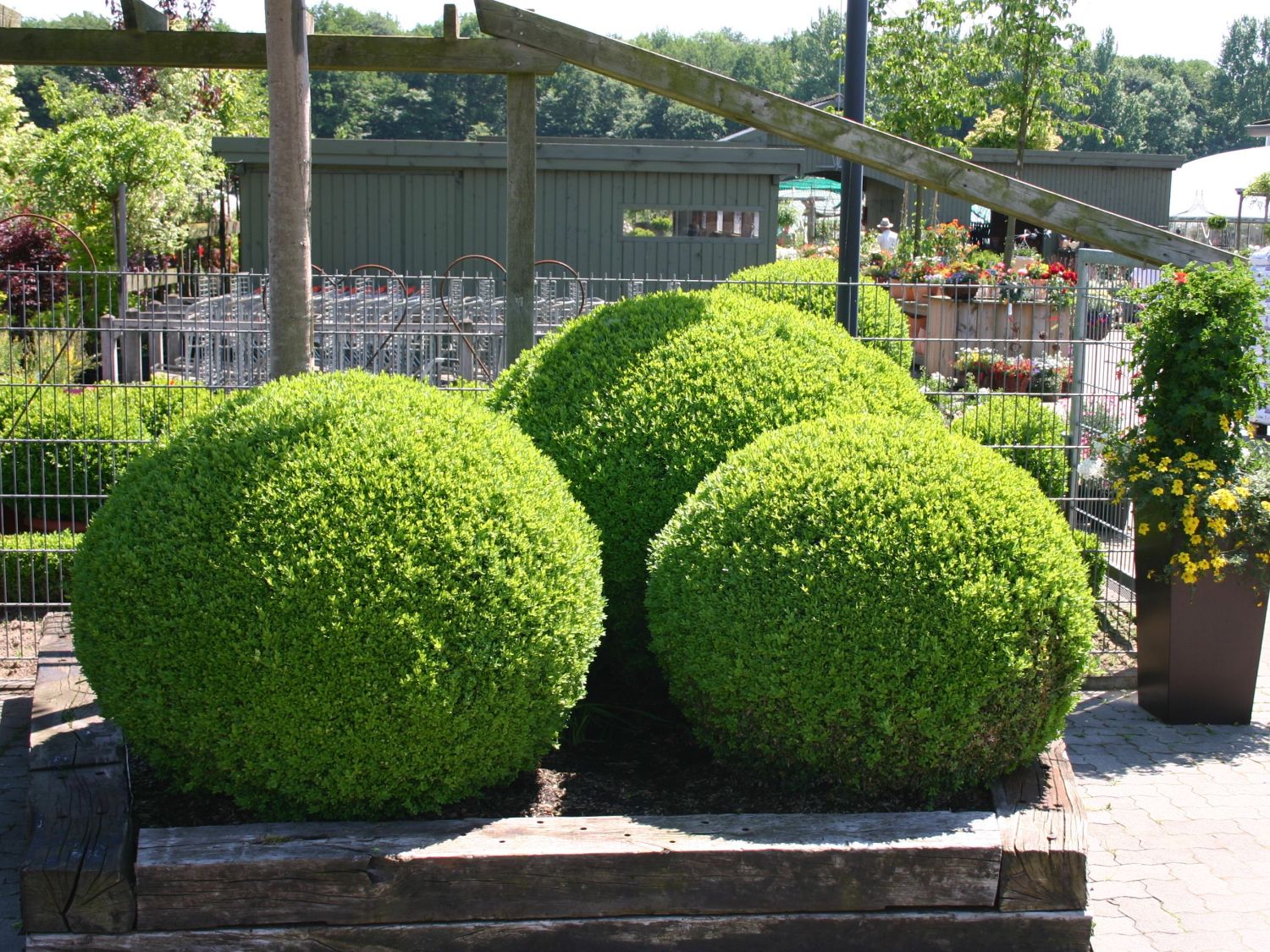 Buchsbaum (Kugel) - Buxus sempervirens (Kugel)