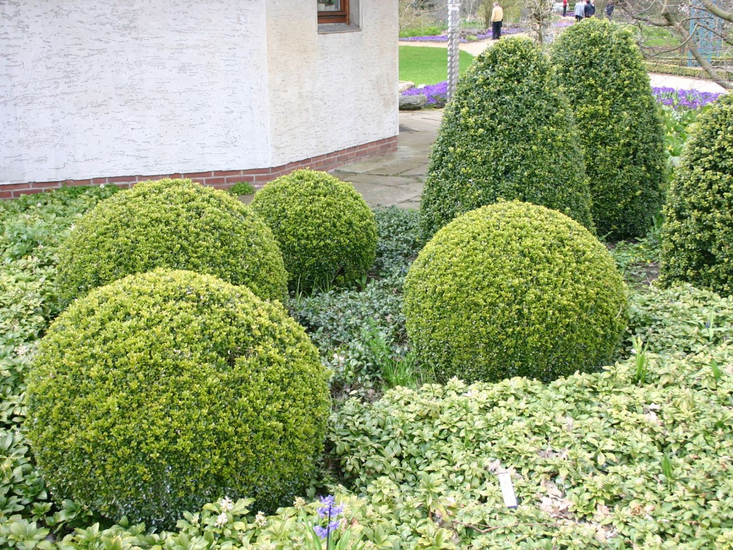 Buchsbaumartige (Buxales)