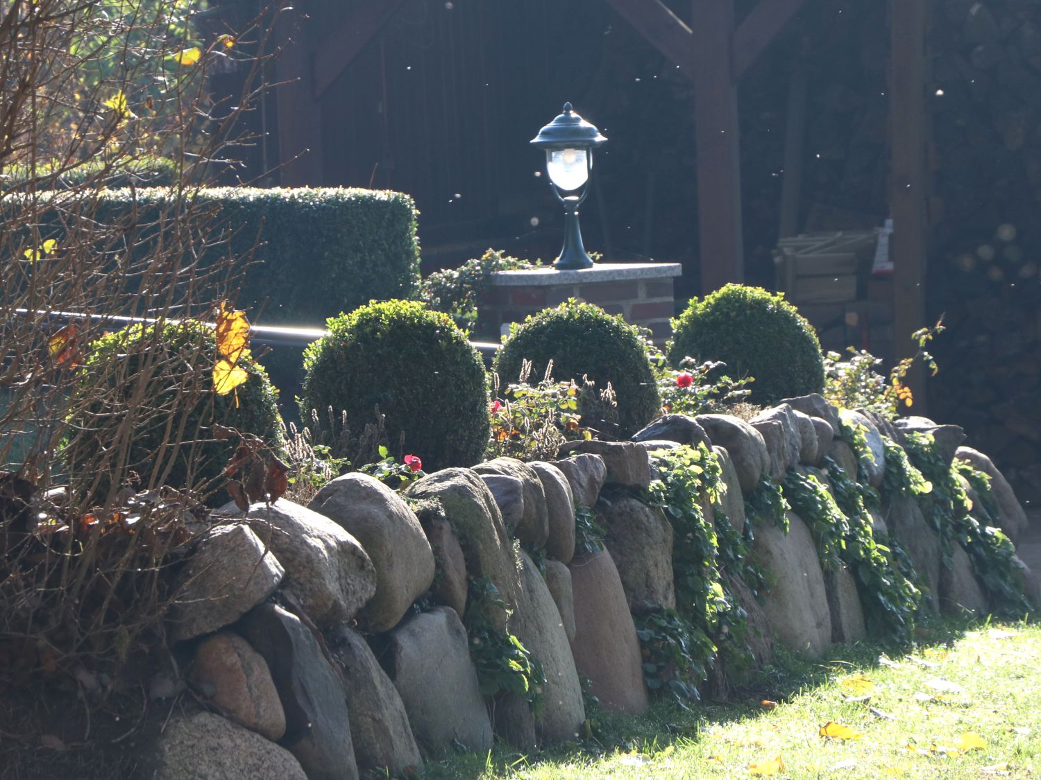 Buchsbaum (Kugel) - Buxus sempervirens (Kugel)