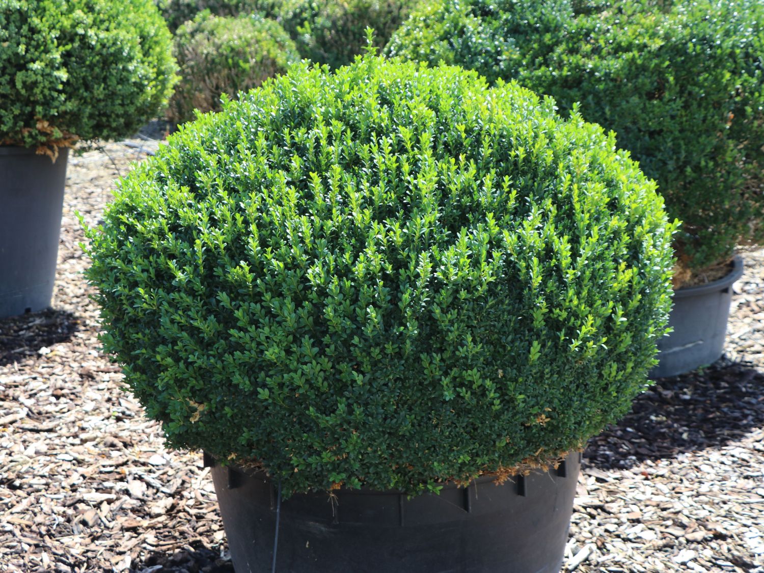 Buchsbaum (Kugel) - Buxus sempervirens (Kugel)