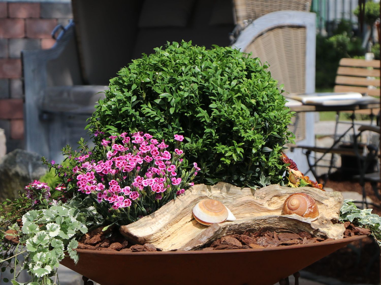 Buchsbaum (Kugel) - Buxus sempervirens (Kugel)