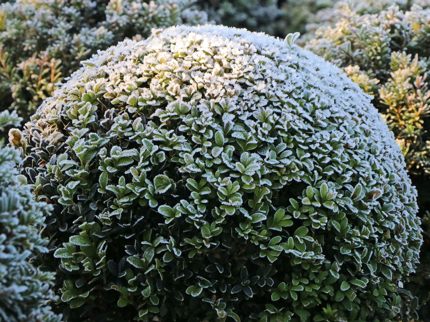 Buchsbaum (Kugel) - Buxus sempervirens (Kugel)