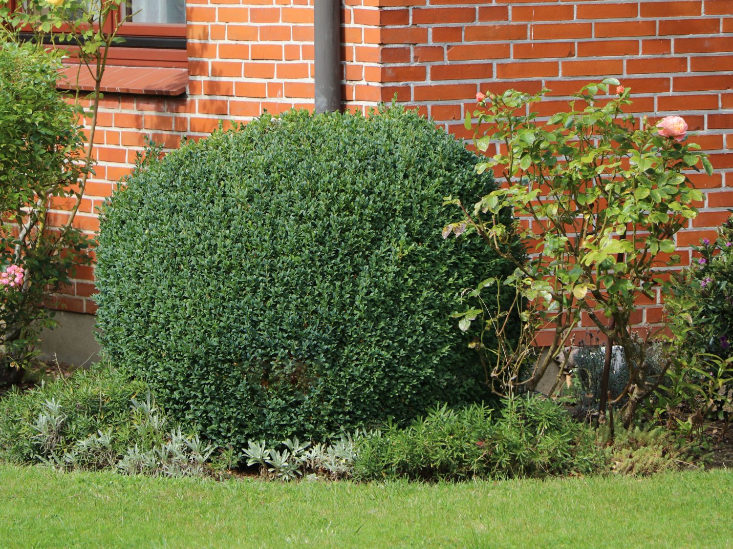 Buchsbaum (Kugel) - Buxus sempervirens (Kugel)