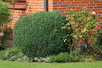 Buchsbaum (Kugel) - Buxus sempervirens (Kugel)