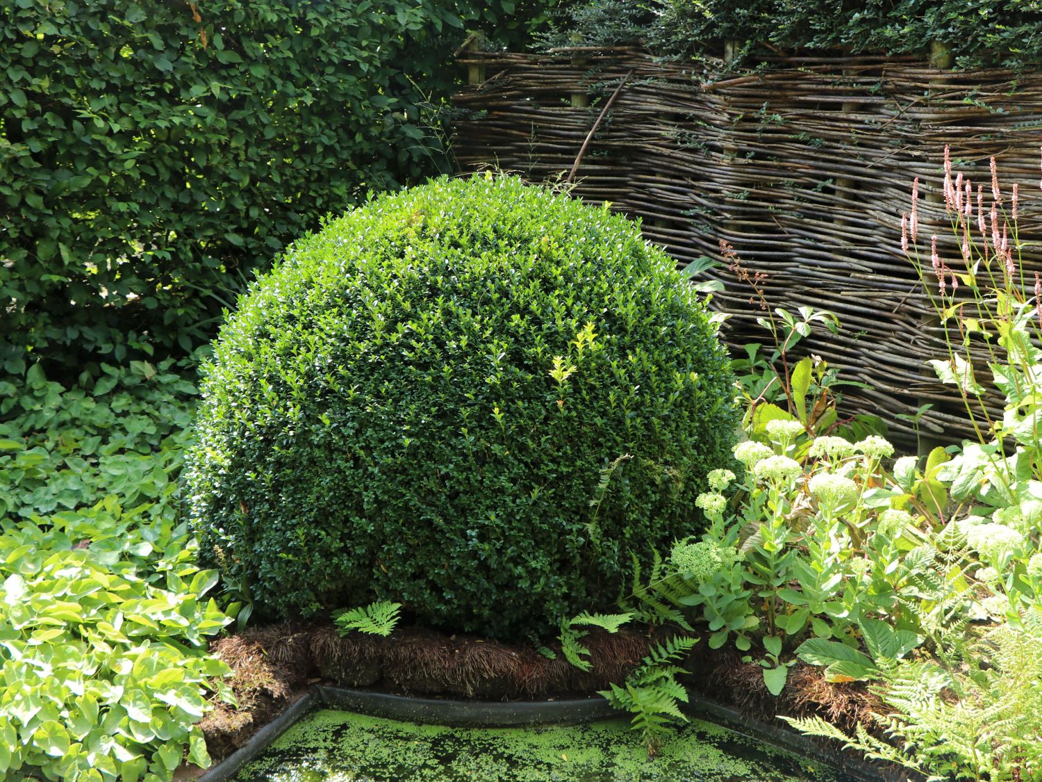 Buchsbaum (Kugel) - Buxus sempervirens (Kugel)