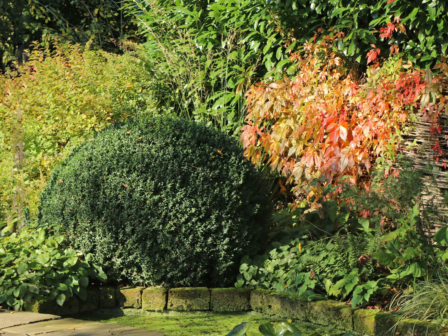 Buchsbaum (Kugel) - Buxus sempervirens (Kugel)