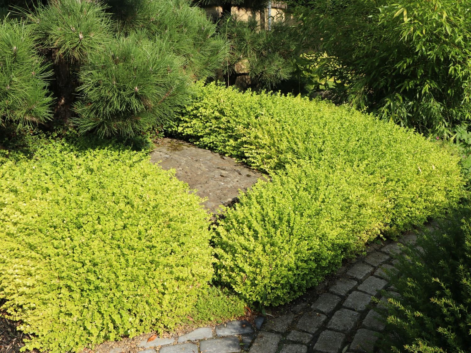 Buchsbaum 'Latifolia Maculata' - Buxus sempervirens 'Latifolia Maculata'