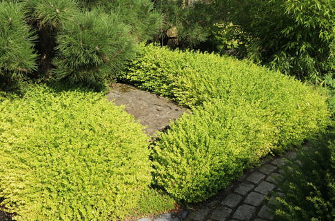 Buchsbaum 'Latifolia Maculata' - Buxus sempervirens 'Latifolia Maculata'