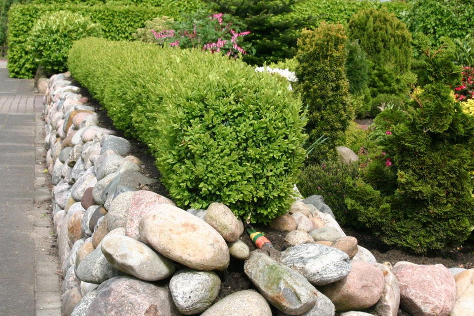 Buchsbaum Buxus sempervirens Baumschule Horstmann