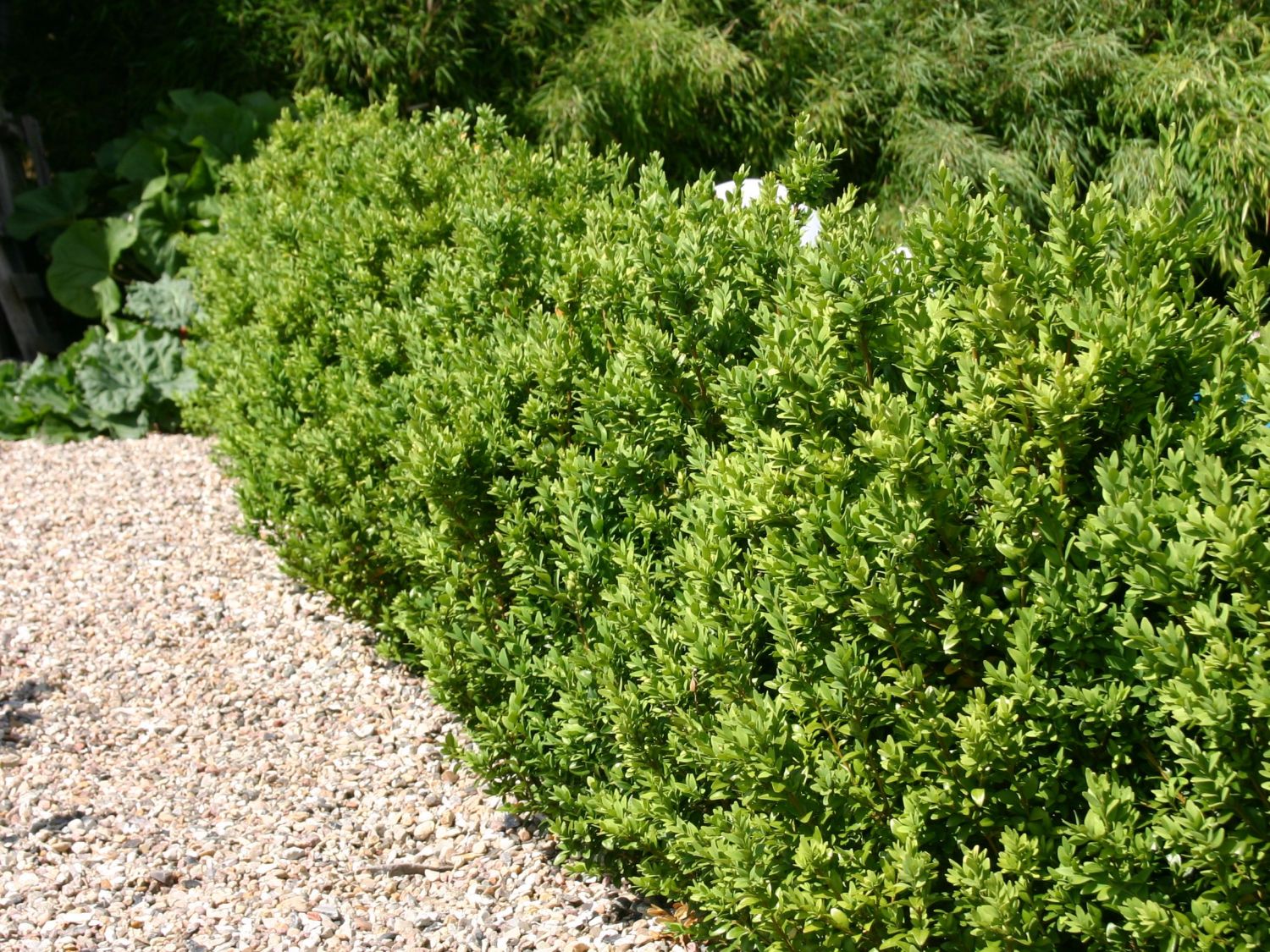 Buchsbäume (Buxus)