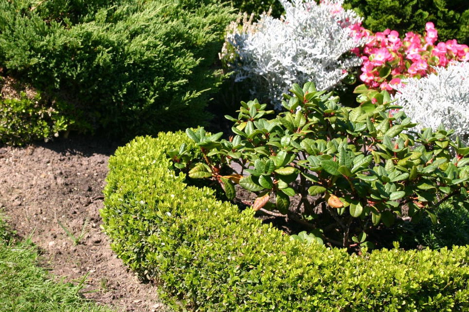 Buchsbaum Buxus sempervirens Baumschule Horstmann