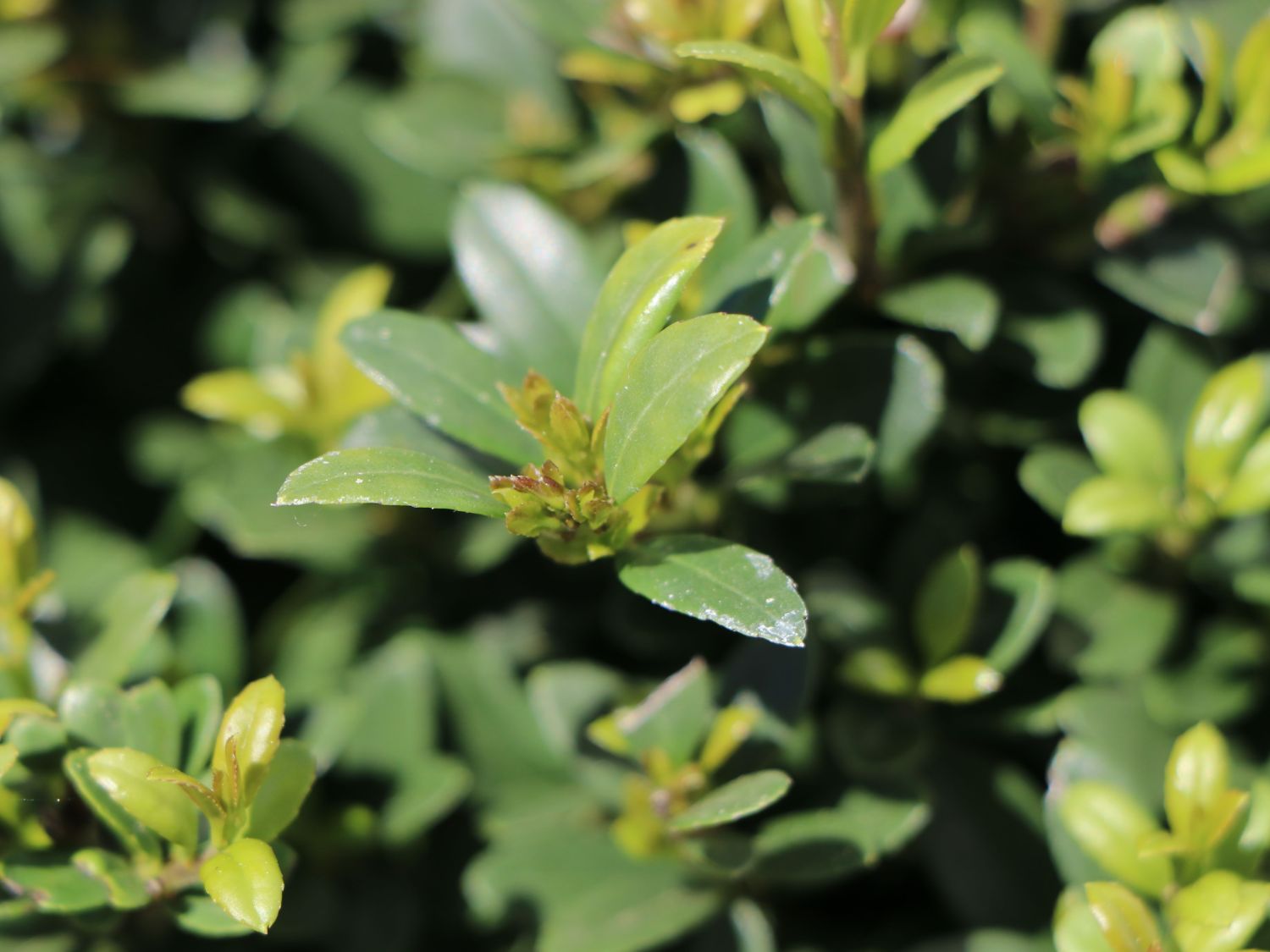 Buchsilex / Niedriger Bergilex 'Stokes' (Kugel) - Ilex crenata 'Stokes' (Kugel)