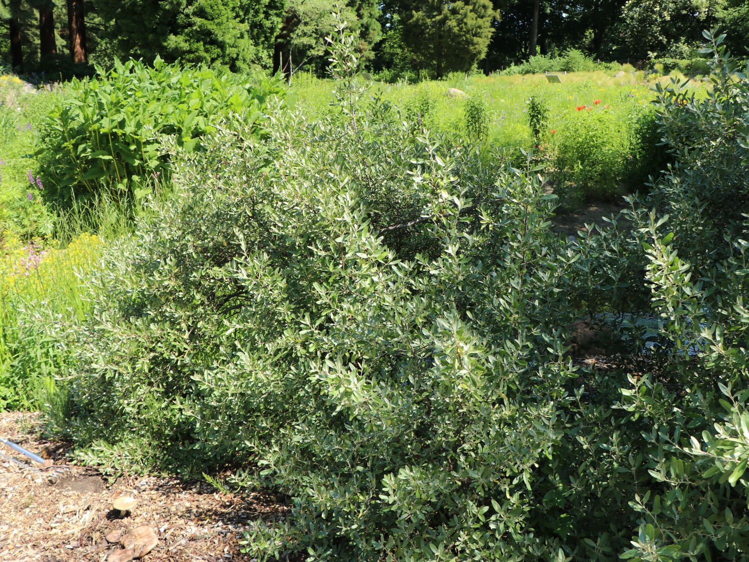 Büffelbeere - Shepherdia argentea