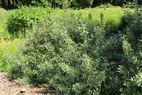 Büffelbeere - Shepherdia argentea
