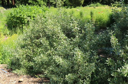 Büffelbeere - Shepherdia argentea