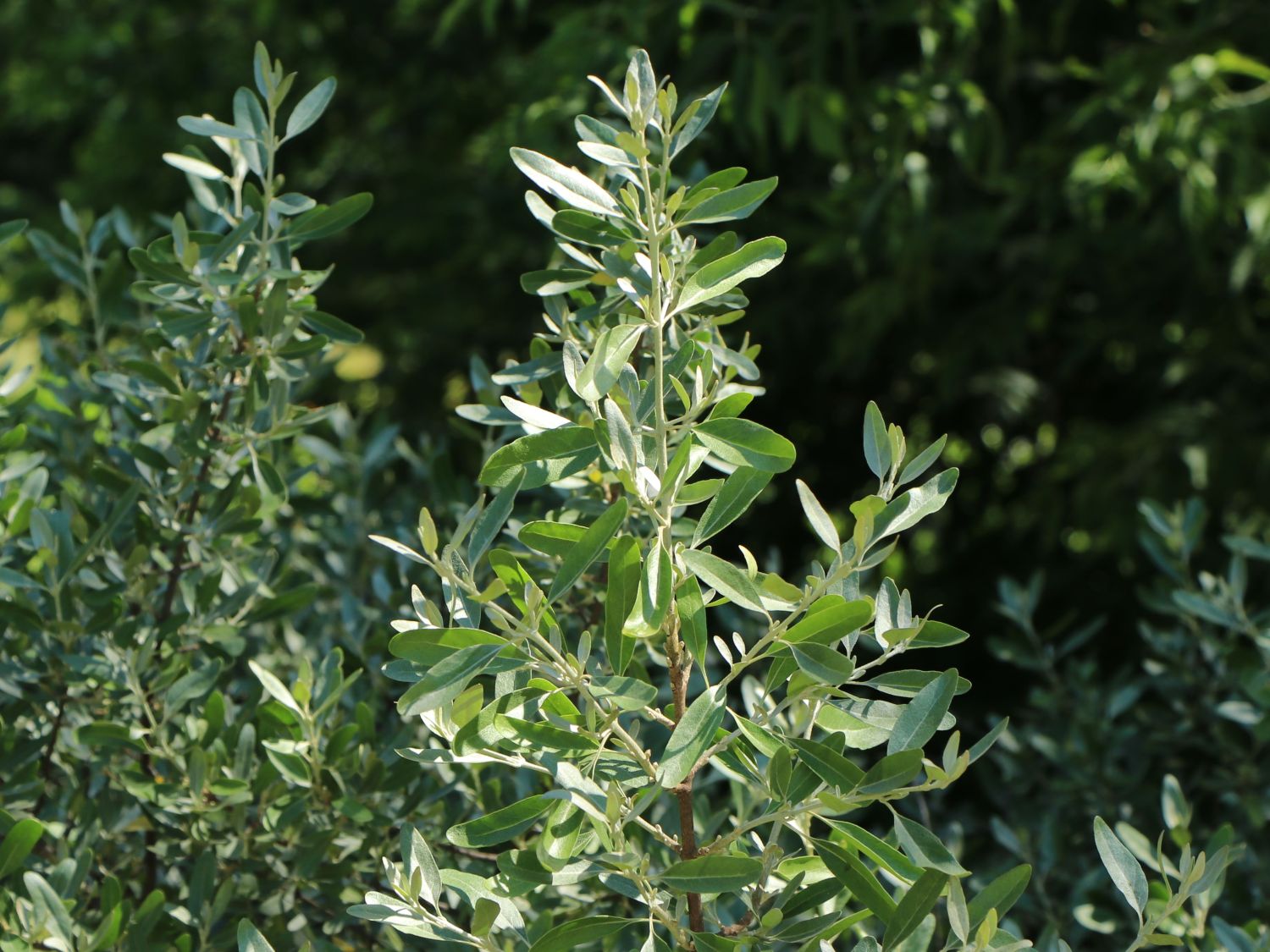 Büffelbeere - Shepherdia argentea