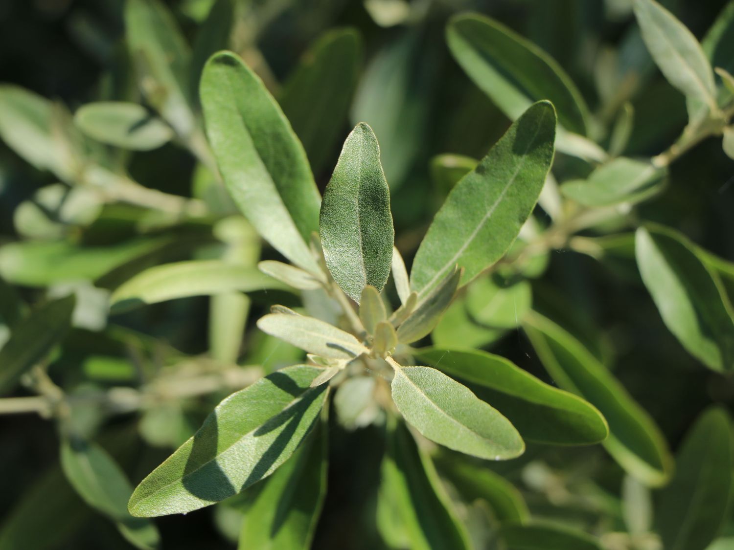 Büffelbeere - Shepherdia argentea