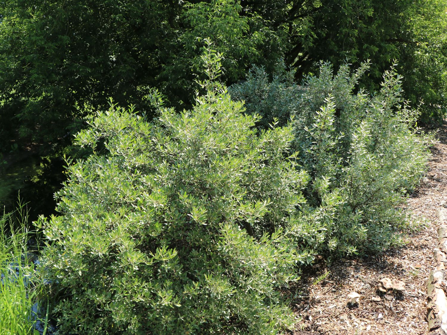 Büffelbeeren (Shepherdia)