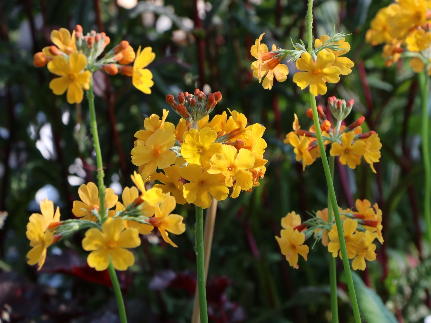 Bulleys Etagen-Schlüsselblume