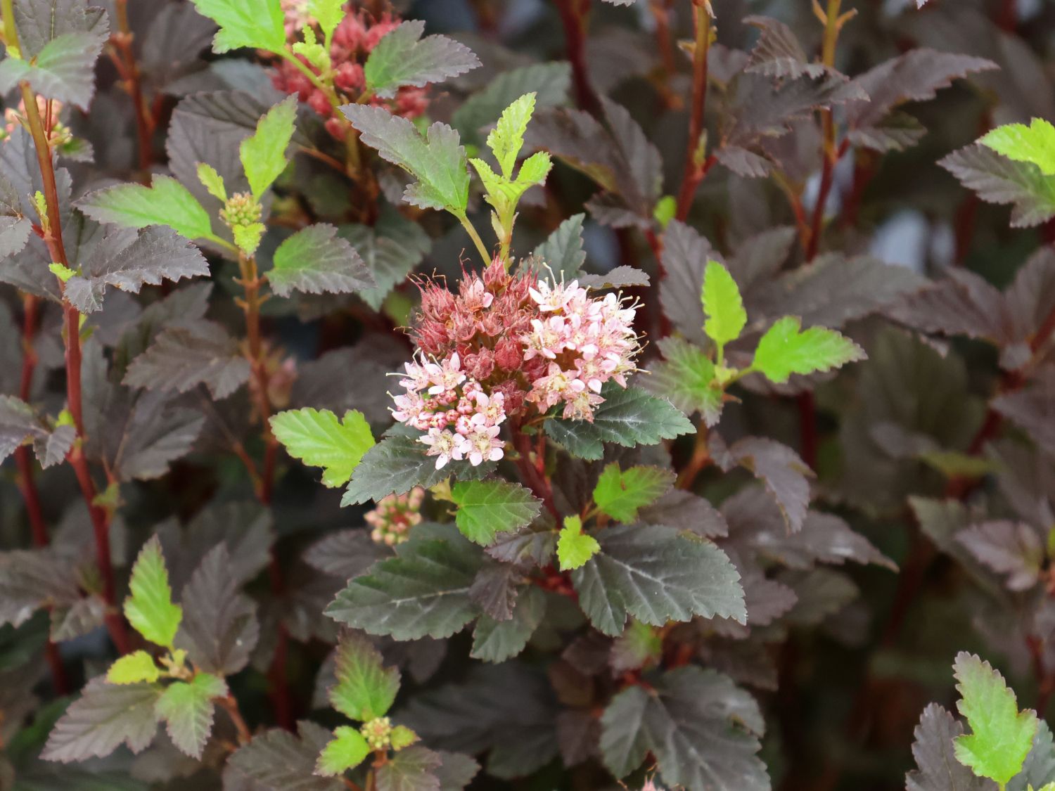 Buntblättrige Fasanenspiere Magical 'Sweet Cherry Tea'