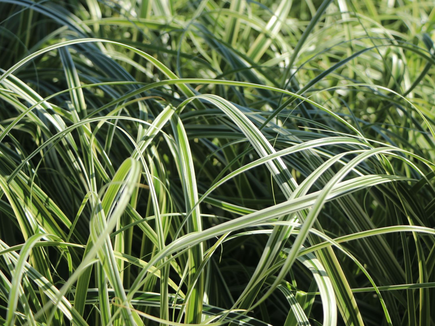 Buntblättrige Segge 'Feather Falls' - Carex x cultorum 'Feather Falls'