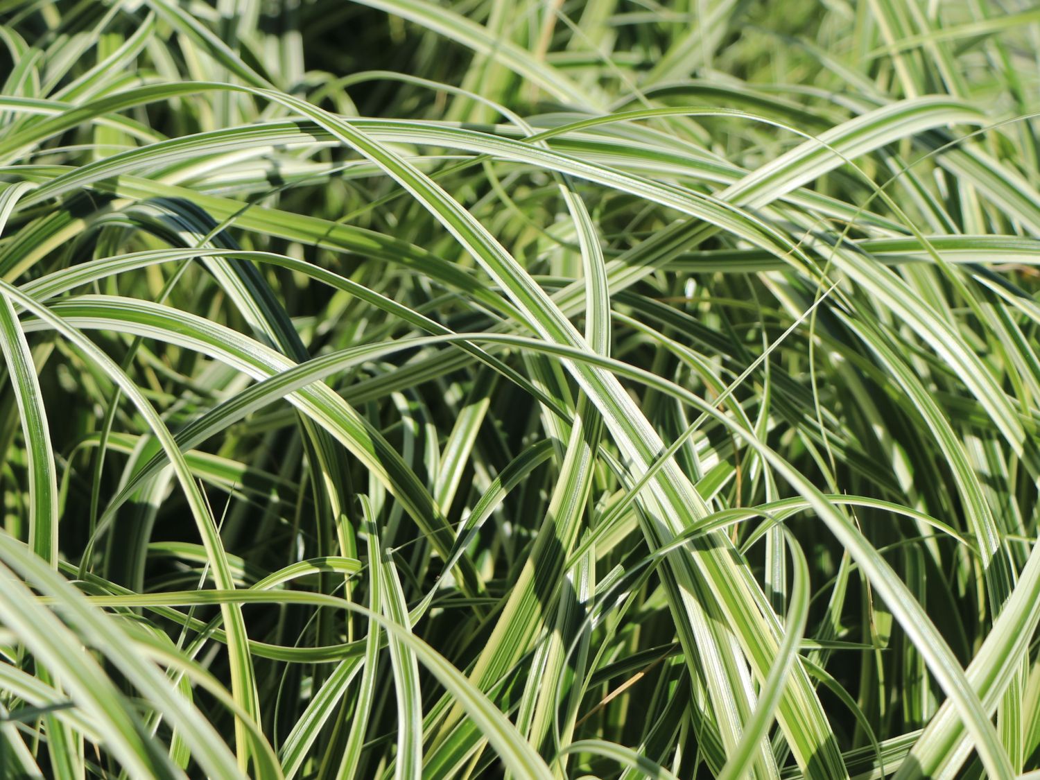 Buntblättrige Segge 'Feather Falls' - Carex x cultorum 'Feather Falls'