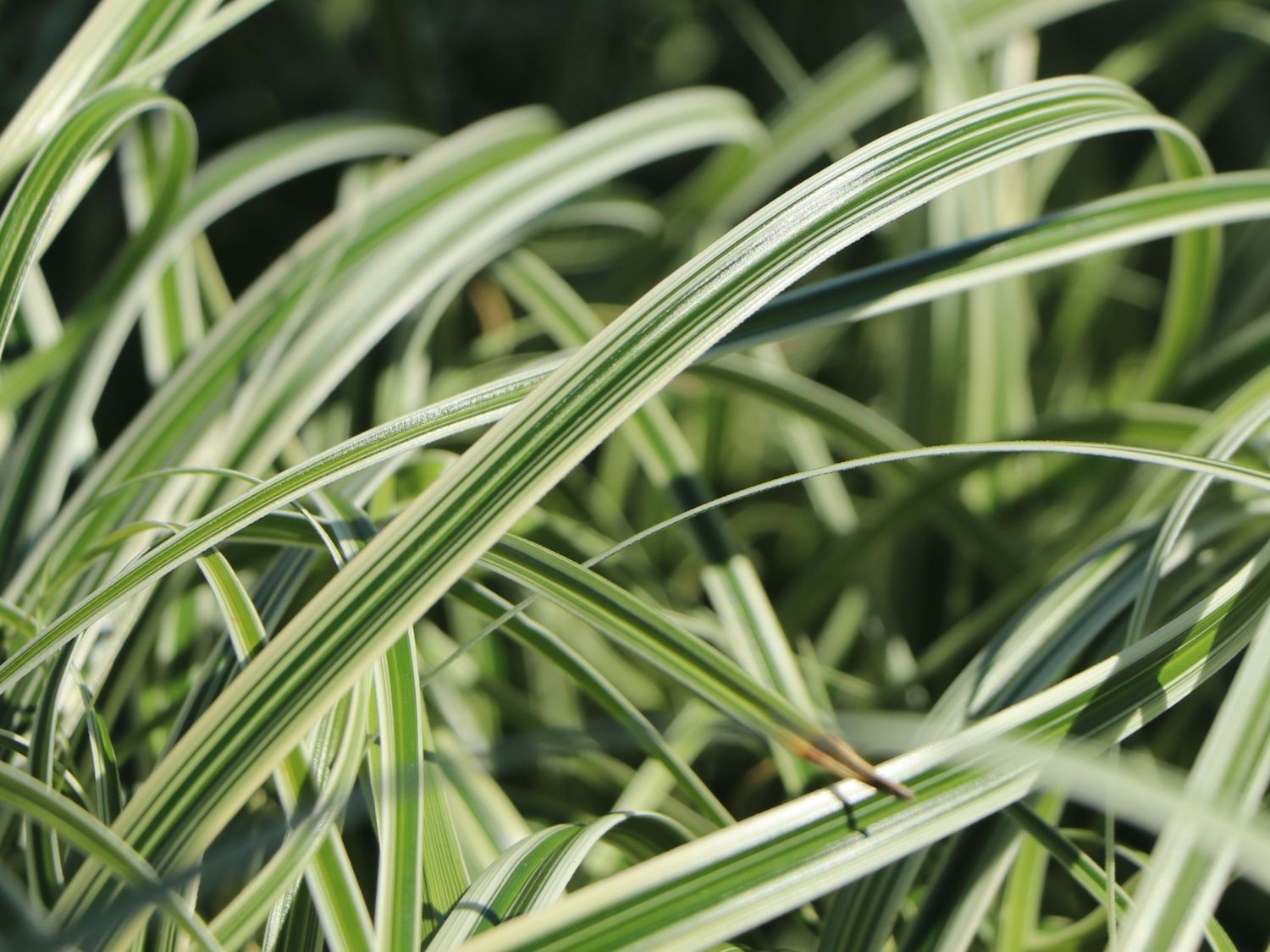 Buntblättrige Segge 'Feather Falls' - Carex x cultorum 'Feather Falls'