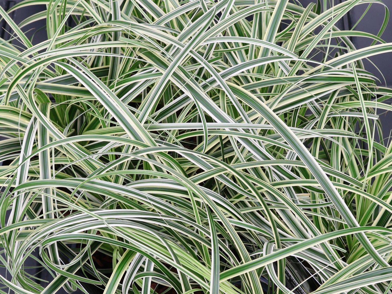 Buntblättrige Segge 'Feather Falls' - Carex x cultorum 'Feather Falls'