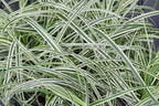 Buntblättrige Segge 'Feather Falls' - Carex x cultorum 'Feather Falls'