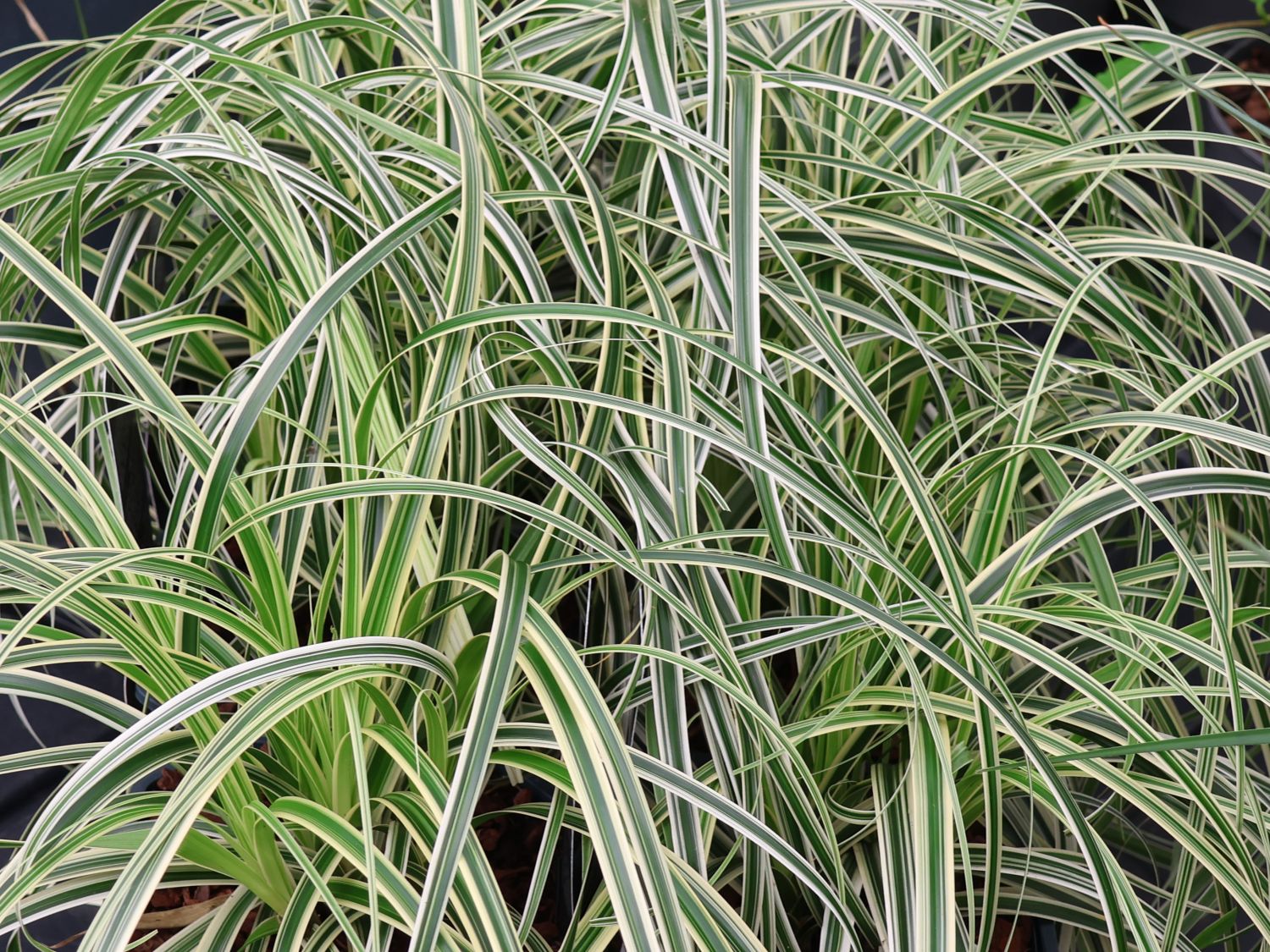 Buntblättrige Segge 'Feather Falls' - Carex x cultorum 'Feather Falls'