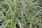Buntblättrige Segge 'Feather Falls' - Carex x cultorum 'Feather Falls'