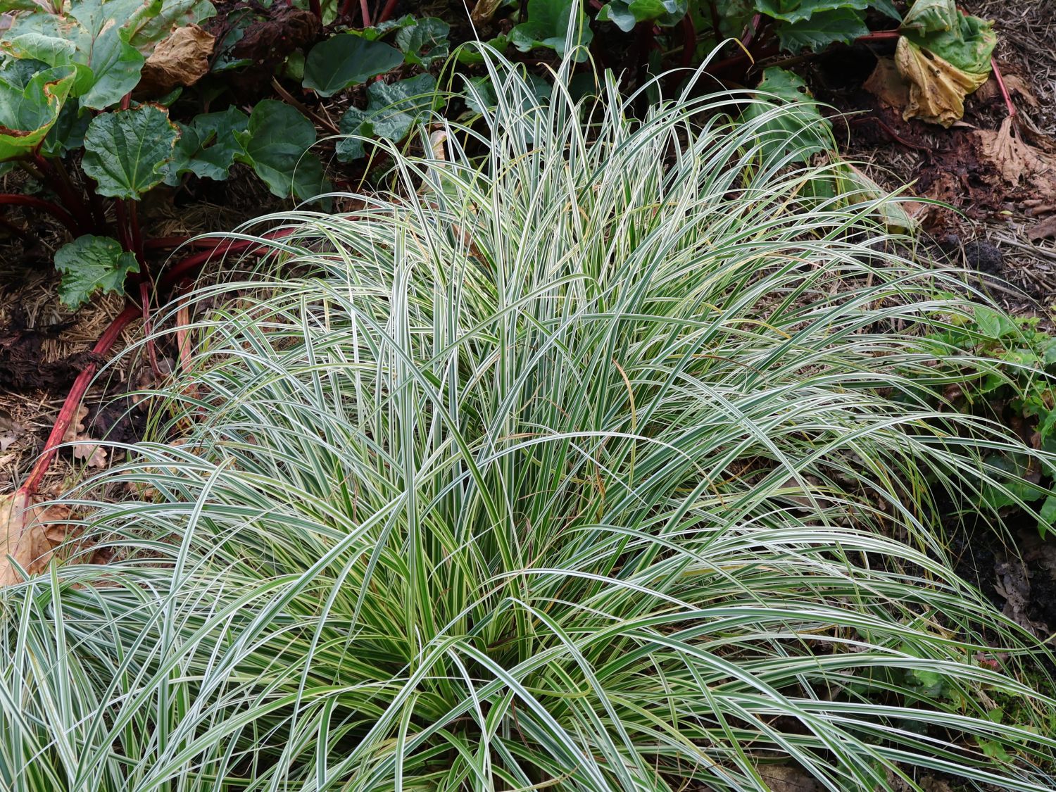 Buntblättrige Segge 'Feather Falls' - Carex x cultorum 'Feather Falls'