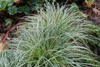 Buntblättrige Segge 'Feather Falls' - Carex x cultorum 'Feather Falls'