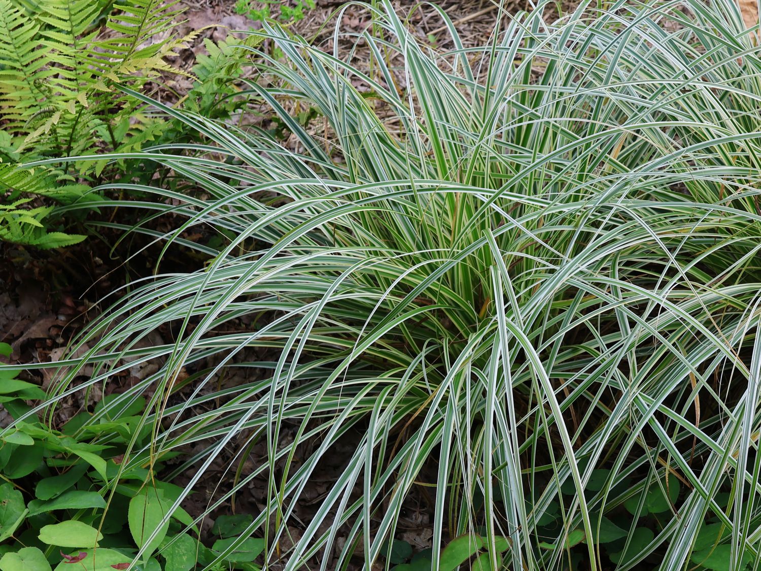 Buntblättrige Segge 'Feather Falls' - Carex x cultorum 'Feather Falls'