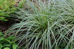 Buntblättrige Segge 'Feather Falls' - Carex x cultorum 'Feather Falls'