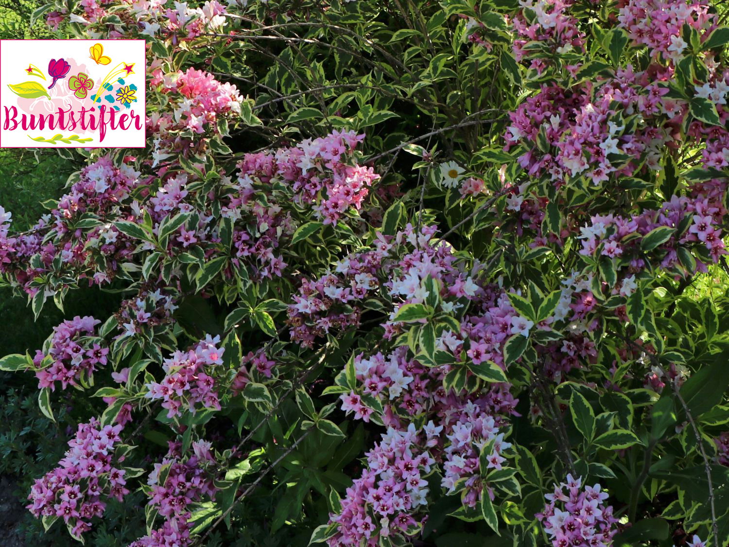 41+ Buntblättrige Weigelie Wann Schneiden, Um neue blüten zu