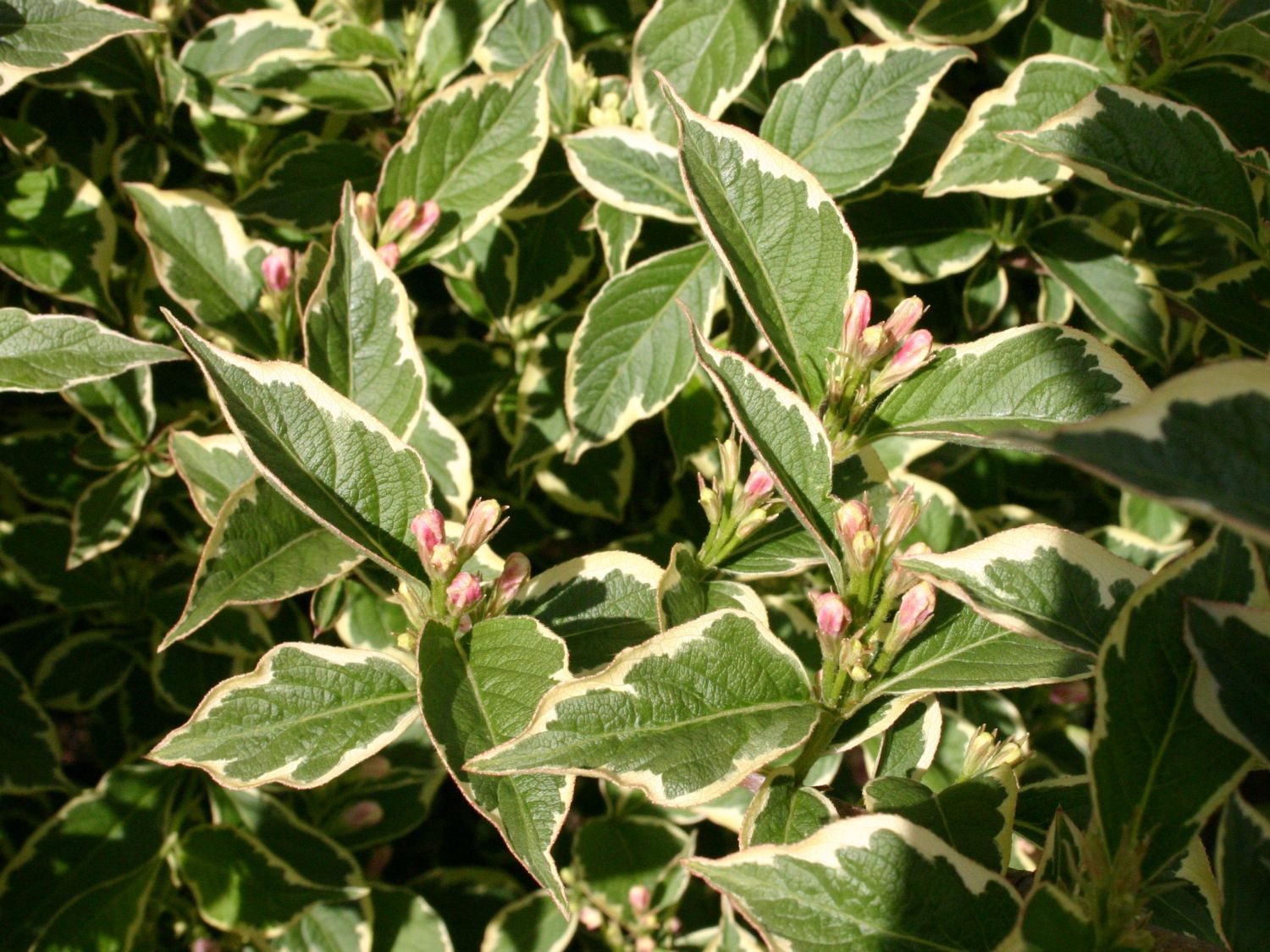 Buntblättrige Weigelie Buntstifter 'Nana Variegata' Weigela florida