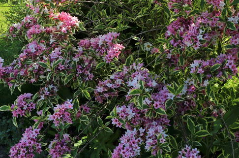 Buntblättrige Weigelie 'Nana Variegata' - Weigela florida 'Nana Variegata'